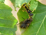 Kotwespe, Mellinus arvensis