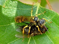 Kotwespe, Mellinus arvensis