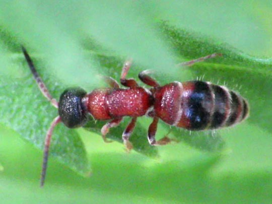 cf. Myrmosa atra