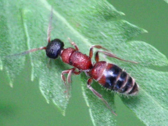 cf. Myrmosa atra