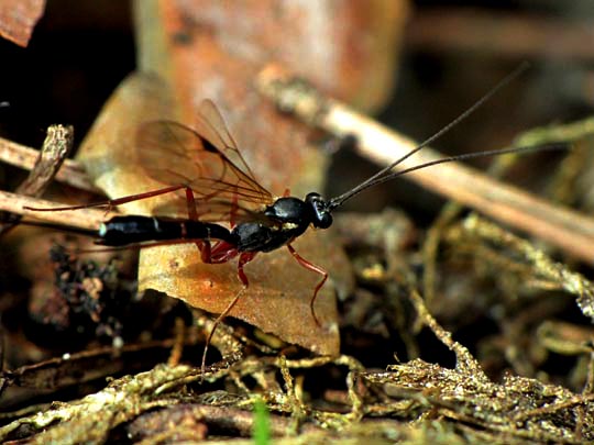 Schlupfwespe, Ichneumonidae
