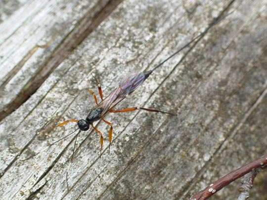 Schlupfwespe, Ichneumonidae