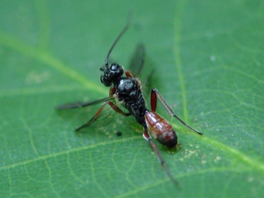 Schlupfwespe, Ichneumonidae, Brackwespe, Braconidae