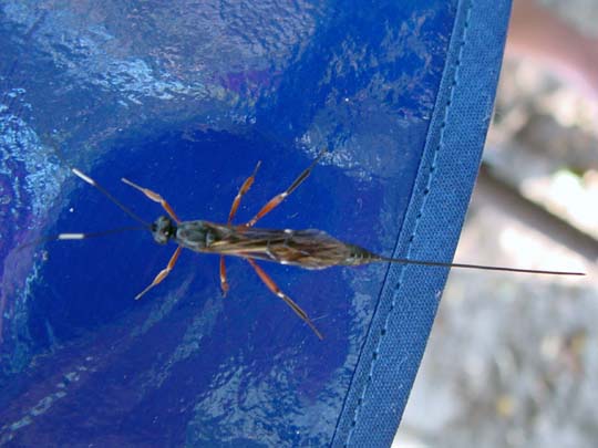 Schlupfwespe, Ichneumonidae