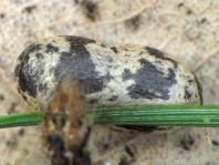 Schlupfwespe, Ichneumonidae, Campopleginae, Kokon