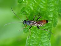 Schlupfwespe, Ichneumonidae, Brackwespe, Braconidae