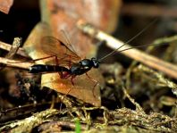 Schlupfwespe, Ichneumonidae