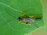 Schlupfwespe, Ichneumonidae