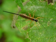 Schlupfwespe, Ichneumonidae