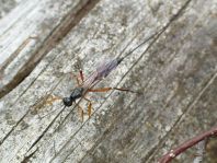 Schlupfwespe, Ichneumonidae