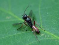 Schlupfwespe, Ichneumonidae, Brackwespe, Braconidae