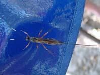 Schlupfwespe, Ichneumonidae, weibchen