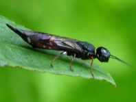 Xiphydria sp.