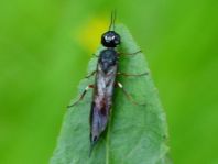 Xiphydria sp.