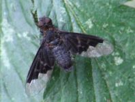 Hemipenthes morio, Trauerschweber