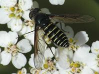 Lomatia sp.