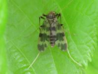 Zuckmücke, Chironomidae