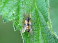 Zuckmücke, Chironomidae