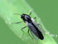 Zuckmücke, Chironomidae