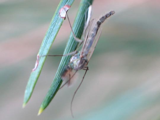 Zuckmücke, Chironomidae