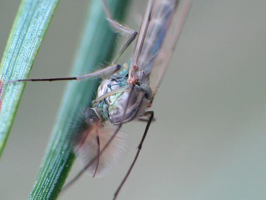 Zuckmücke, Chironomidae