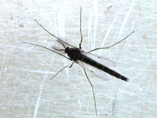 Zuckmücke, Chironomidae