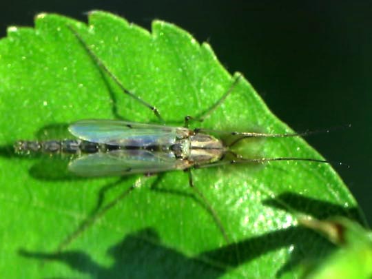 Zuckmücke, Chironomidae