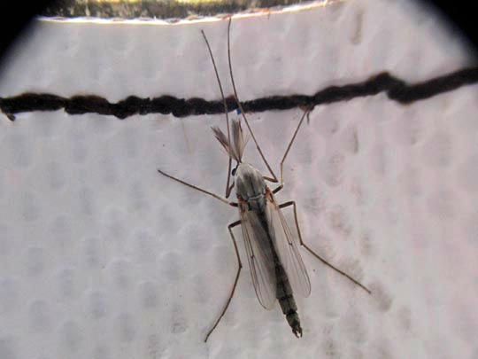 Zuckmücke, Chironomidae