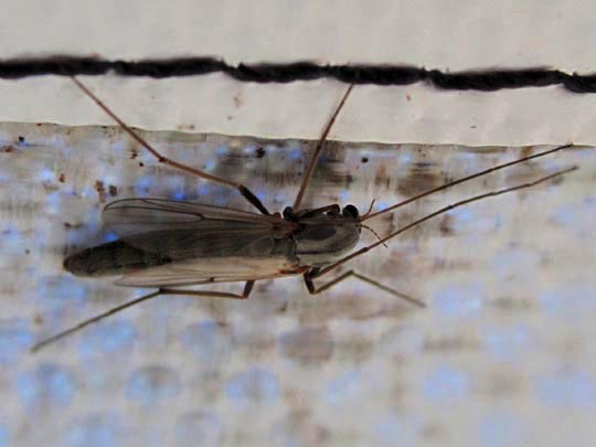 Zuckmücke, Chironomidae