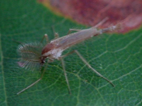 Zuckmücke, Chironomidae