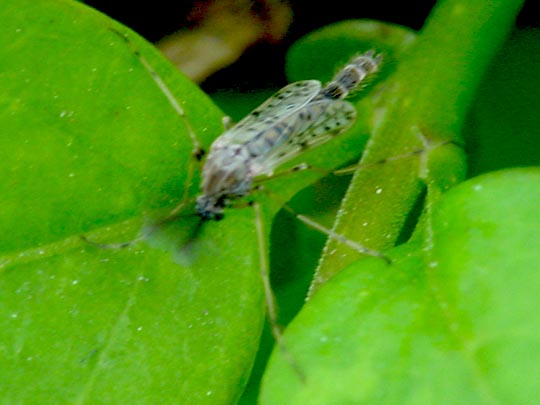 Zuckmücke, Chironomidae