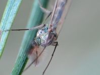 Zuckmücke, Chironomidae