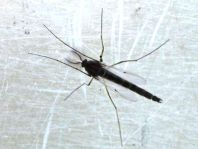 Zuckmücke, Chironomidae