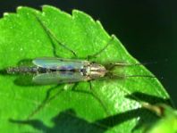 Zuckmücke, Chironomidae