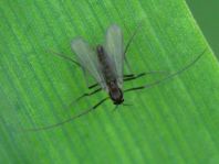 Zuckmücke, Chironomidae