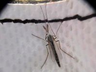 Zuckmücke, Chironomidae
