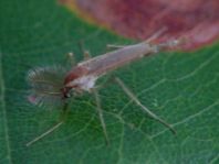 Zuckmücke, Chironomidae