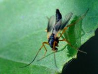 Zuckmücke, Chironomidae