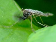 Zuckmücke, Chironomidae