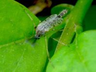Zuckmücke, Chironomidae