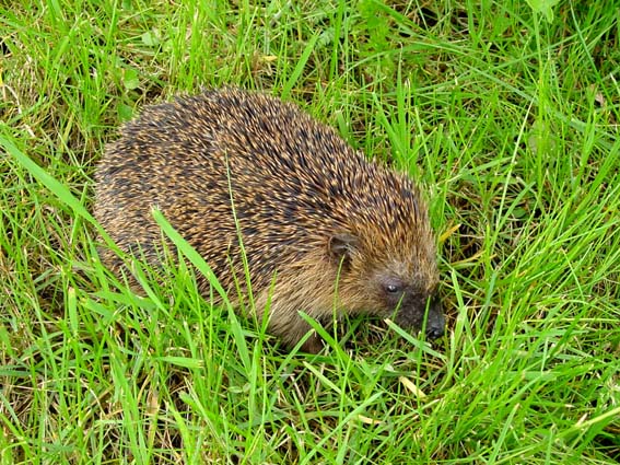 Igel unterwegs