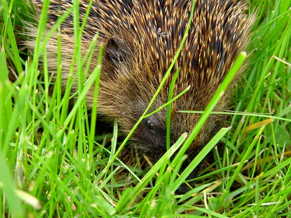 Igel unterwegs