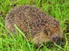 Igel