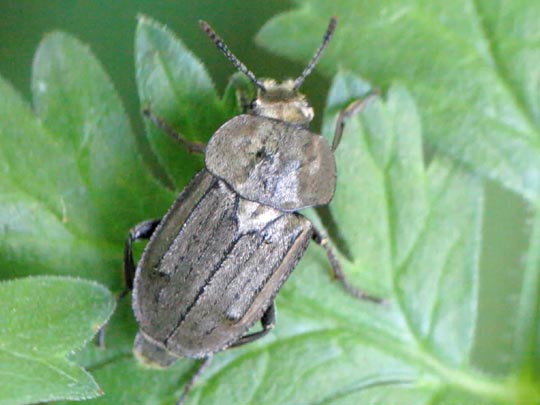 Blitophaga opaca