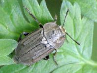 Blitophaga opaca