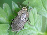 Blitophaga opaca