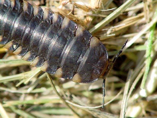 Aaskäferlarve, Silphidae