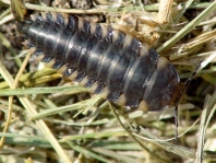 Aaskäferlarve, Silphidae