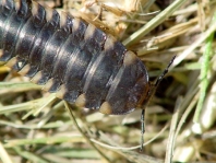 Aaskäferlarve, Silphidae