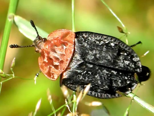 Oiceoptoma thoracica, Rothalsige Silphe